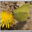 Gonepteryx rhamni - Zitronenfalter 07.jpg